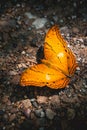 Beautiful butterfly in natural forests countryside Thailand Common Tiger,Danaus genutia,Patterned orange white and black color on