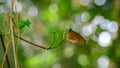 Beautiful Butterfly in natural habitat, green bokeh background Royalty Free Stock Photo