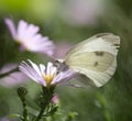 Beautiful butterfly in nature. macro