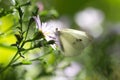 Beautiful butterfly in nature. macro