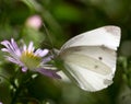 Beautiful butterfly in nature. macro