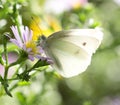 Beautiful butterfly in nature. macro