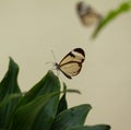 Beautiful butterfly, Nero Glasswing Royalty Free Stock Photo