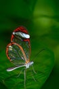 Beautiful butterfly, Nero Glasswing, Greta nero, close-up of transparent glass wing butterfly on green leaves. Scene from tropical