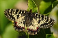 Beautiful butterfly. Nice Butterfly Southern Festoon, Zerynthia polyxena, sucking nectar from dark green flower. Butterfly in the Royalty Free Stock Photo