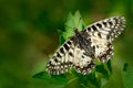 Beautiful butterfly. Nice Butterfly Southern Festoon, Zerynthia polyxena, sucking nectar from dark green flower. Butterfly in the Royalty Free Stock Photo