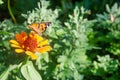 Beautiful butterfly on orange flower Background blur Royalty Free Stock Photo