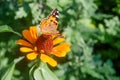 Beautiful butterfly on orange flower Background blur Royalty Free Stock Photo