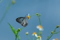 Beautiful butterfly on orange flower Background blur.