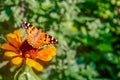 Beautiful butterfly on orange flower Background blur Royalty Free Stock Photo