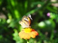 Beautiful butterfly on an orange flower Royalty Free Stock Photo