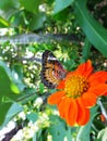 Beautiful butterfly on an orange flower Royalty Free Stock Photo