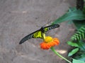 Beautiful butterfly on an orange flower Royalty Free Stock Photo