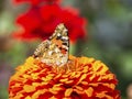 A beautiful butterfly on an orange flower. A colorful monarch butterfly and bright summer flowers on a background of green foliage Royalty Free Stock Photo