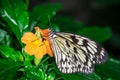 Beautiful butterfly on orange flower Royalty Free Stock Photo