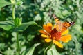 Beautiful butterfly on orange flower Background blur Royalty Free Stock Photo