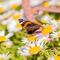 Beautiful Butterfly with orange and white spots on wings on white bloom Royalty Free Stock Photo
