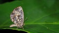 Beautiful Butterfly, Pale Mottle, Logania marmorata damis