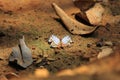 Beautiful butterfly in Pang Sida national park.