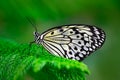 Beautiful butterfly Paper Kite, Idea leuconoe, insect in the nature habitat, green leaves, Philippines, Asia. Black and blue butte