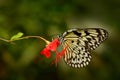 Beautiful butterfly Paper Kite, Idea leuconoe, insect in the nature habitat, green leaves, Philippines, Asia. Wildlife from Asia. Royalty Free Stock Photo