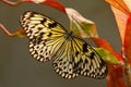 Beautiful butterfly Paper Kite, Idea leuconoe, insect in the nature habitat, red and yellow liana flower, Philippines, Asia. Black Royalty Free Stock Photo