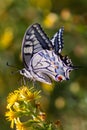 Beautiful butterfly (Papilio machaon) perched on a yellow flower