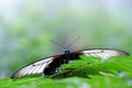 Beautiful butterfly Papilio rumanzovia or Scarlet Mormon resting on a leaf.