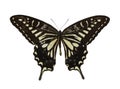 Butterfly Papilio Xuthus isolated on a white background Royalty Free Stock Photo