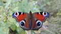 1 Beautiful butterfly Peacock Eye Royalty Free Stock Photo