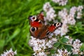 Beautiful butterfly Peacock eye, Aglais io, in the garden with light purple flowers of oregano Royalty Free Stock Photo