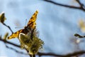 A beautiful butterfly Peacock-eye Nymphalidae spring Sunny day. Willow branch with yellow fluffy flowers. Blurred the background Royalty Free Stock Photo