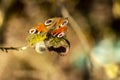 A beautiful butterfly Peacock-eye Nymphalidae spring Sunny day. Willow branch with yellow fluffy flowers. Blurred the background Royalty Free Stock Photo