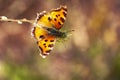 A beautiful butterfly Peacock-eye Nymphalidae spring Sunny day. Willow branch with yellow fluffy flowers. Blurred the background Royalty Free Stock Photo