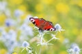 beautiful butterfly of peacock eye sitting on the flowers of thistles in the meadow Royalty Free Stock Photo