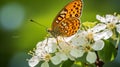 Beautiful Butterfly Perched On Flower: A Captivating Nature Shot