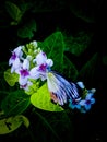 beautiful butterfly perched on a flower under moonlight for walpaper or background Royalty Free Stock Photo