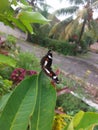 beautiful butterfly perched on a leaf Royalty Free Stock Photo