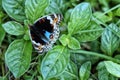 a beautiful butterfly perched on a leaf Royalty Free Stock Photo
