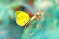 Beautiful butterfly perched on leaf