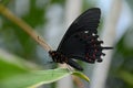 Beautiful butterfly perched on a leaf Royalty Free Stock Photo