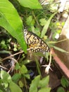 Beautiful butterfly perched on a leaf Royalty Free Stock Photo
