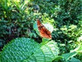 Beautiful butterfly perched on the tip of a green leaf. Royalty Free Stock Photo
