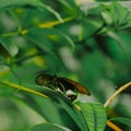 A beautiful butterfly is perching on a green leaf in the garden. Royalty Free Stock Photo