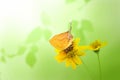 Beautiful butterfly perching on yellow flower isolate on green b