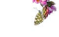 Beautiful butterfly on pink acacia flowers isolated on white. copy space
