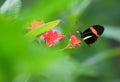 Beautiful butterfly on a pink flower Royalty Free Stock Photo