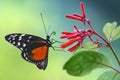 Beautiful butterfly on a pink flower Royalty Free Stock Photo