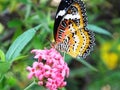 Beautiful butterfly on a pink flower Royalty Free Stock Photo