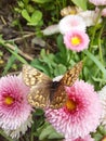Beautiful butterfly on pink flower in macro view Royalty Free Stock Photo